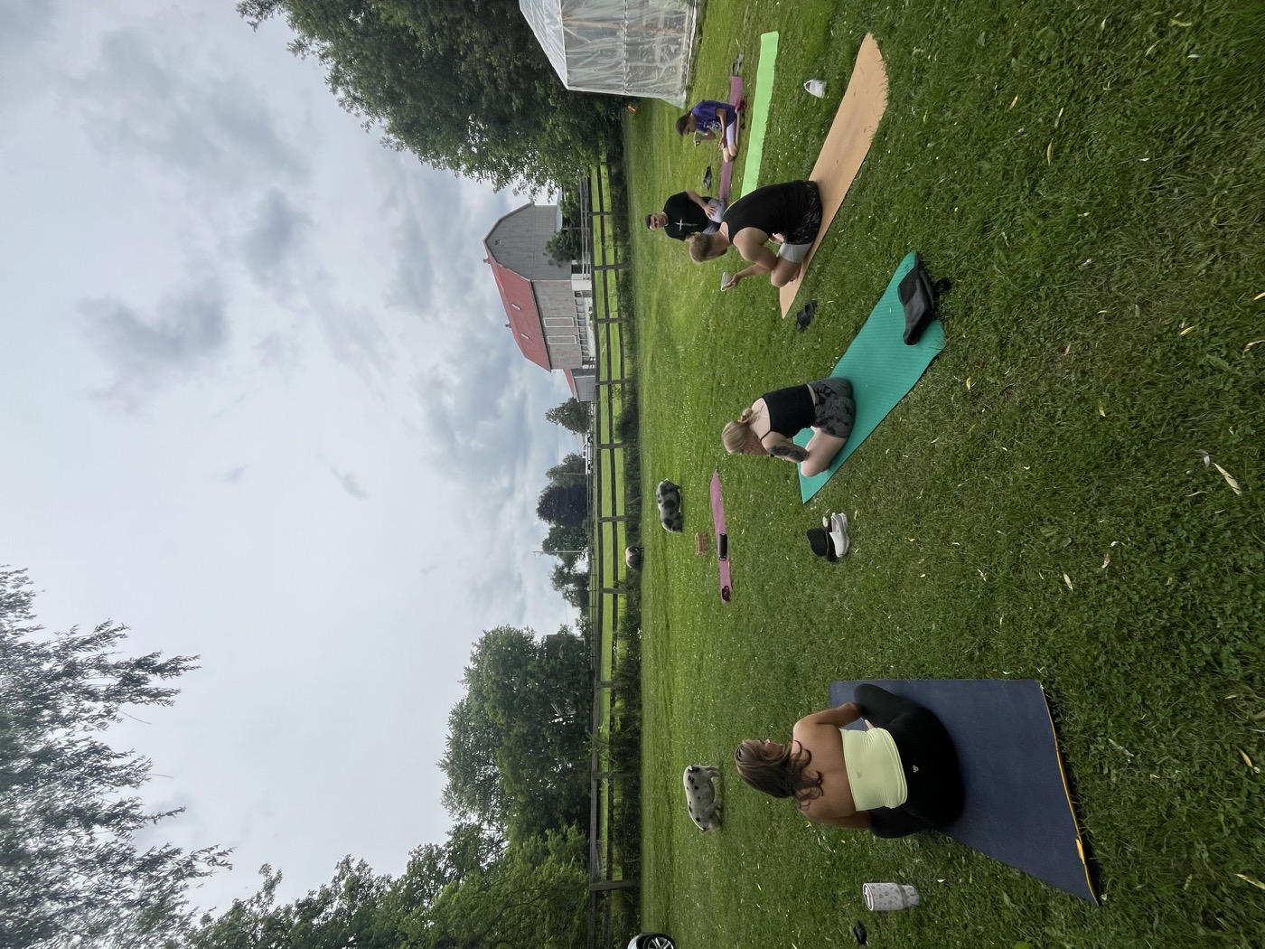 Outdoor yoga class at Sweet Acres Pig Sanctuary — mats spread across the grass with pigs wandering between them and a red barn behind